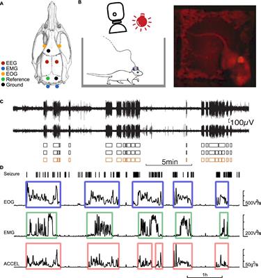 Epileptic seizure clustering and accumulation at transition from activity to rest in GAERS rats